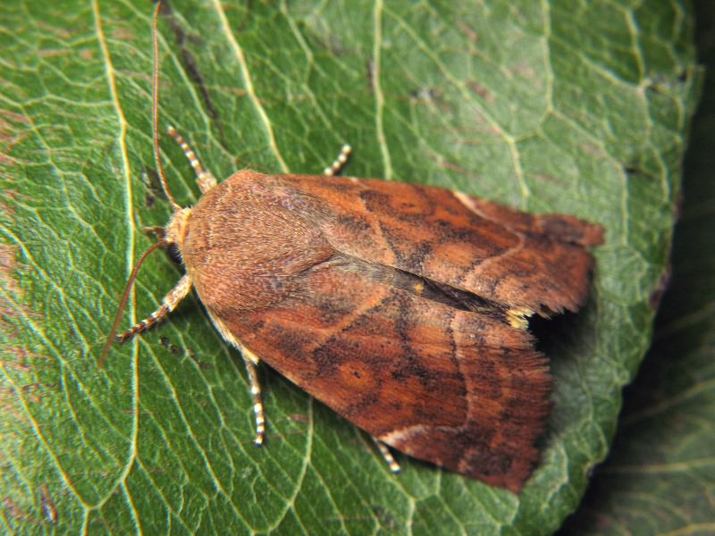 Cosmia affinis (Linnaeus, 1767)